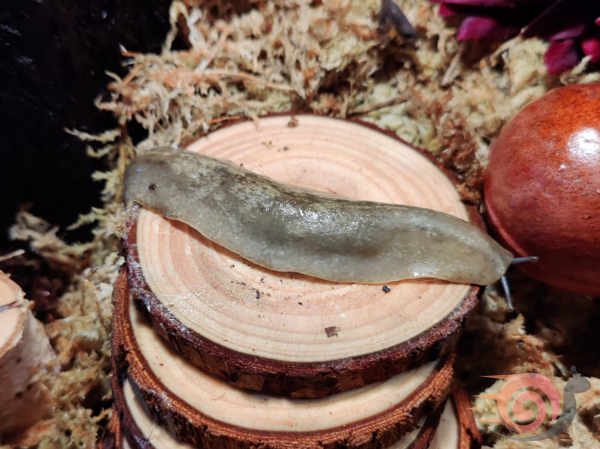 Veronicella sloanei "Pancake Slug"